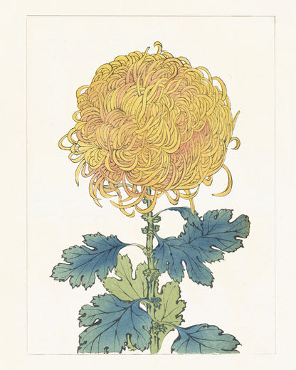 Japanese Yellow Chrysanthemum Flower Art Prints - Set of Four