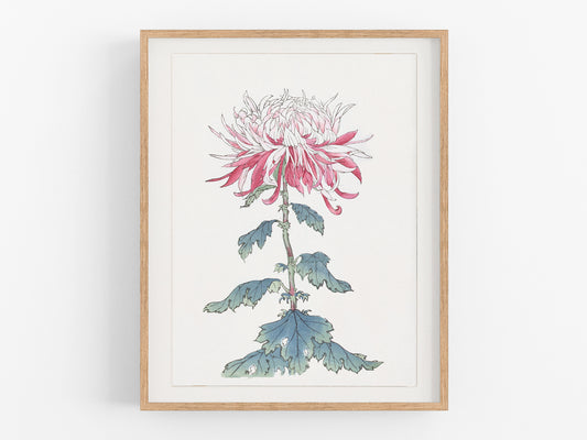 Japanese Pink Chrysanthemum Flower Art Print #4