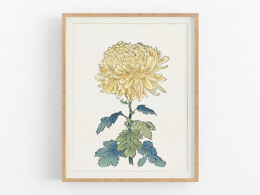 Japanese Yellow Chrysanthemum Flower Art Print #12