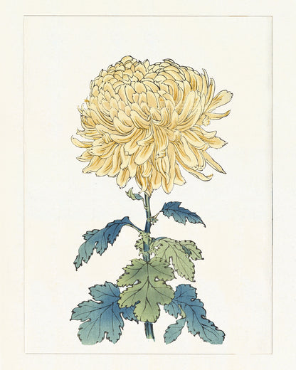 Japanese Yellow Chrysanthemum Flower Art Prints - Set of Four