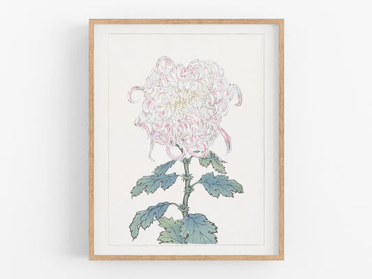 Japanese Pink Chrysanthemum Flower Art Print #3