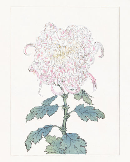 Japanese Pink Chrysanthemum Flower Art Prints, #2 & #3 - Set of Two
