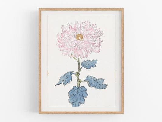 Japanese Pink Chrysanthemum Flower Art Print #1