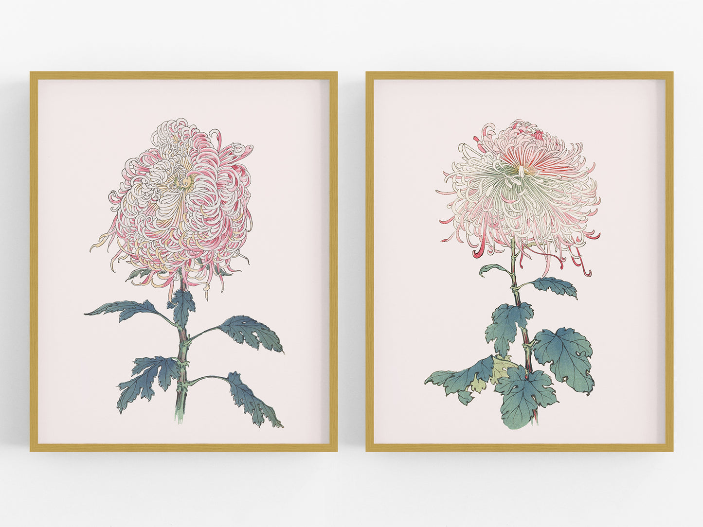 Japanese Chrysanthemum Flowers on Pink Art Prints - Set of Two