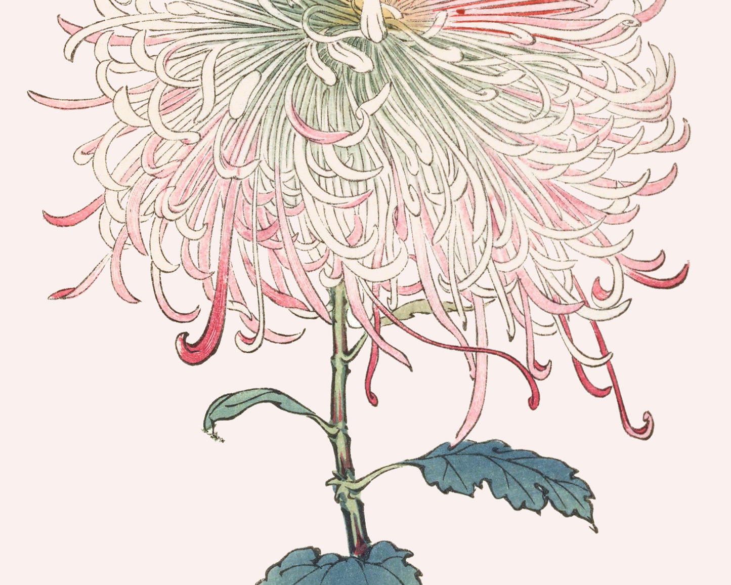 Japanese Chrysanthemum Flowers on Pink Art Prints - Set of Two