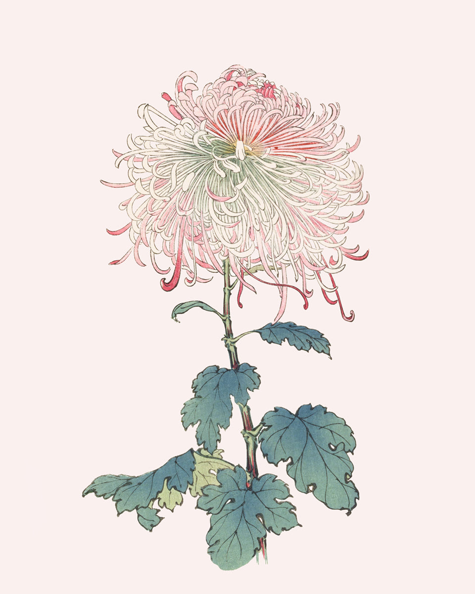 Japanese Chrysanthemum Flowers on Pink Art Prints - Set of Two