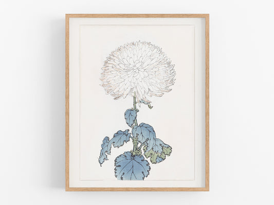 Japanese White Chrysanthemum Flower Art Print #8