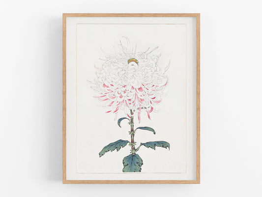 Japanese Pink Chrysanthemum Flower Art Print #2