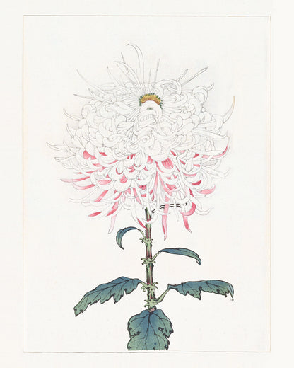 Japanese Pink Chrysanthemum Flower Art Prints, #2 & #3 - Set of Two