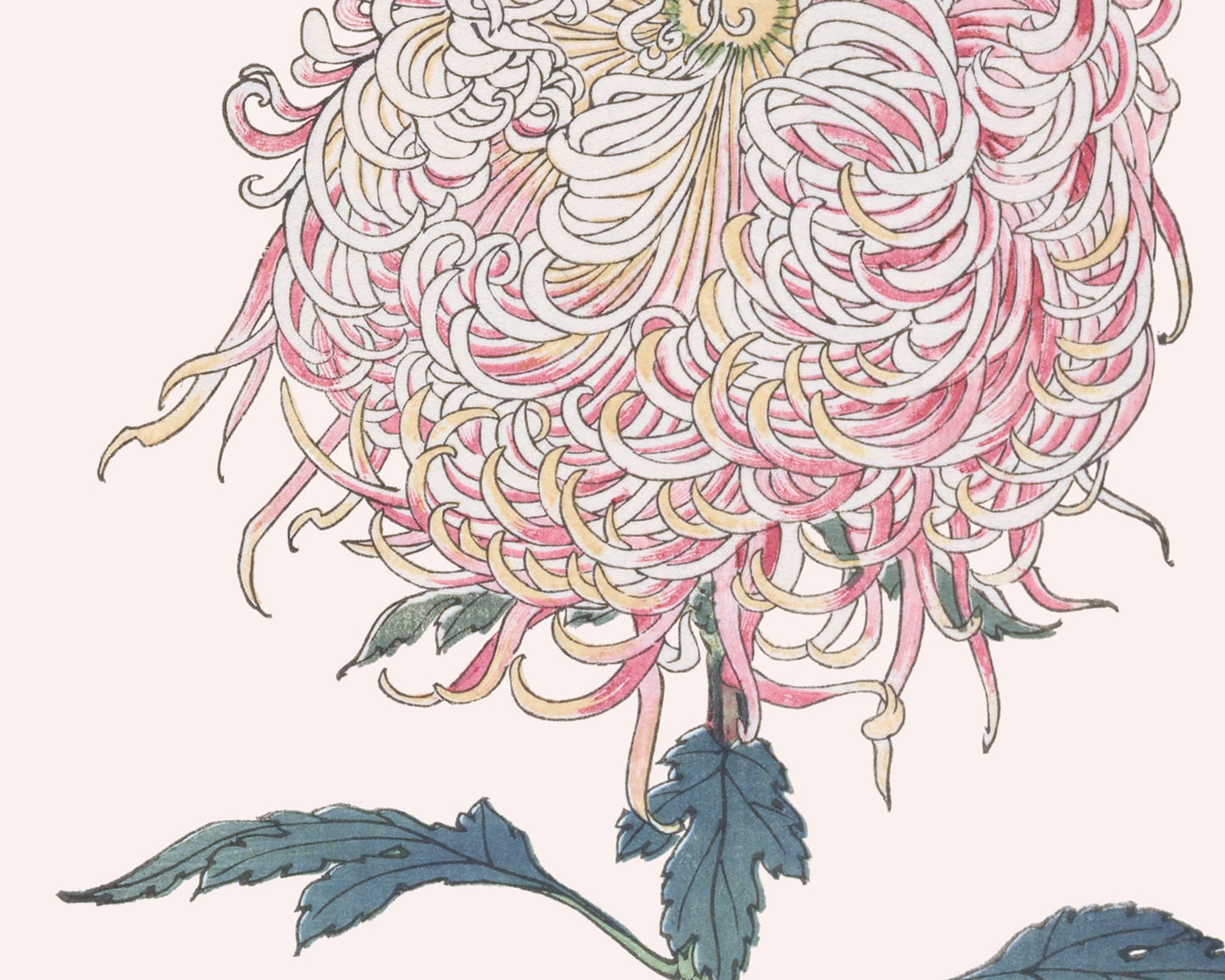 Japanese Chrysanthemum Flowers on Pink Art Prints - Set of Two