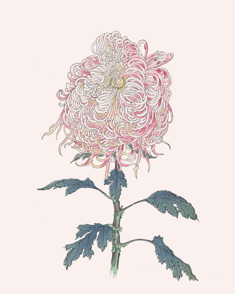 Japanese Chrysanthemum Flowers on Pink Art Prints - Set of Two