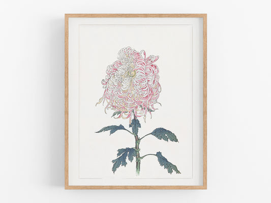 Japanese Pink Chrysanthemum Flower Art Print #5