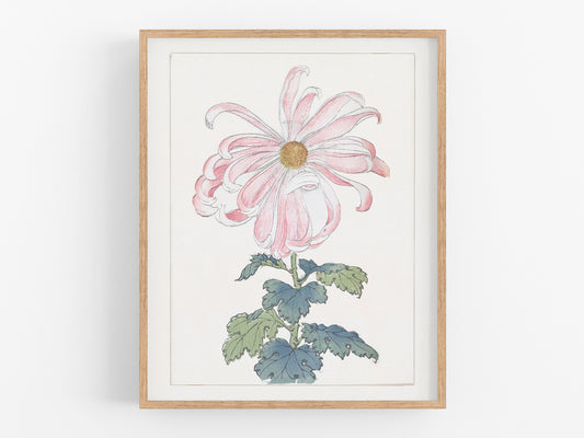 Japanese Pink Chrysanthemum Flower Art Print #6