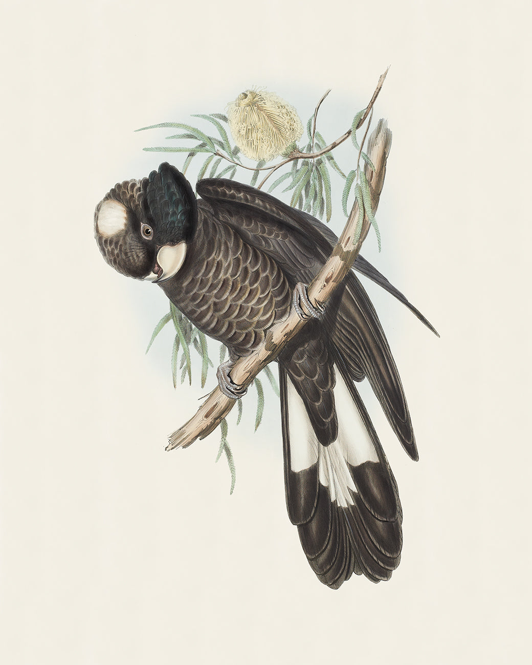 Black Cockatoo Art Prints - Set of Two