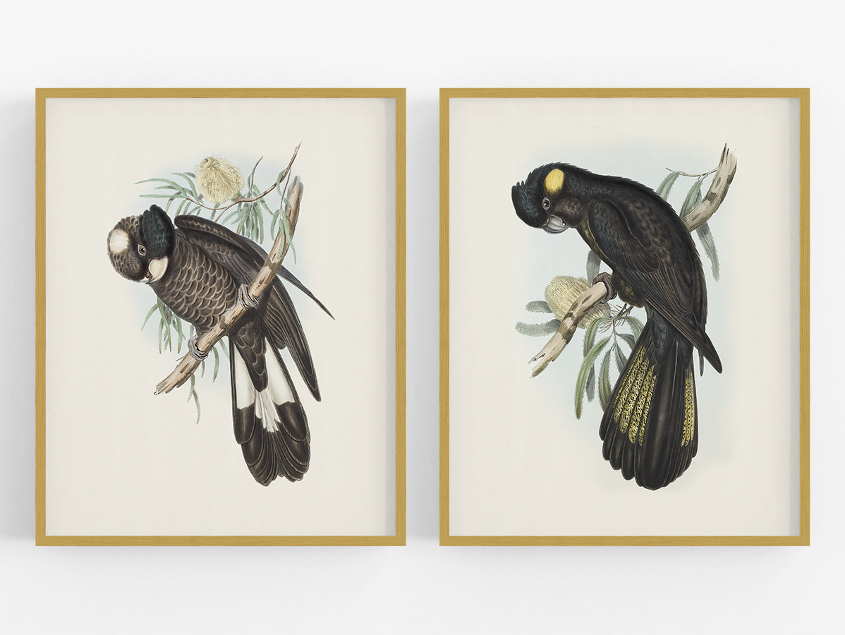 Black Cockatoo Art Prints - Set of Two