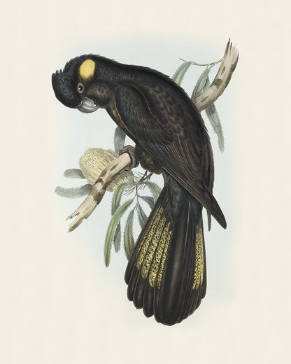 Black Cockatoo Art Prints - Set of Two