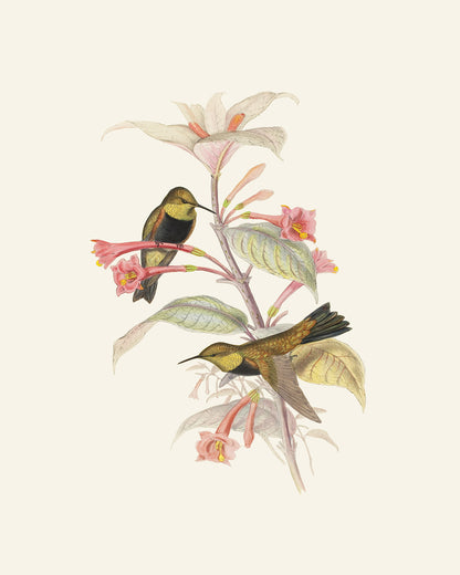 Hummingbird & Flowers Botanical Art Prints - Set of Four