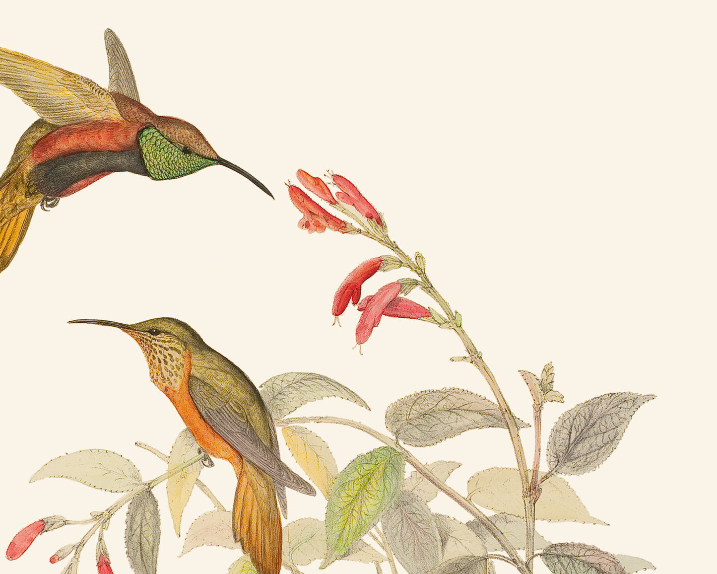 Hummingbird & Flowers Botanical Art Prints, Set #1 - Set of Two