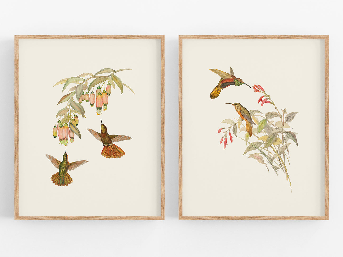 Hummingbird & Flowers Botanical Art Prints, Set #1 - Set of Two