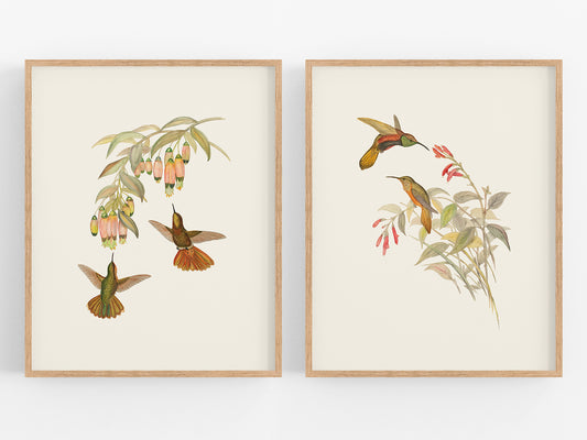 Hummingbird & Flowers Botanical Art Prints, Set #1 - Set of Two