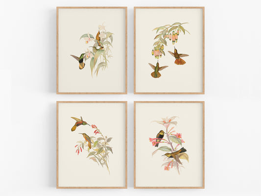 Hummingbird & Flowers Botanical Art Prints - Set of Four