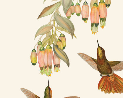 Hummingbird & Flowers Botanical Art Prints, Set #1 - Set of Two