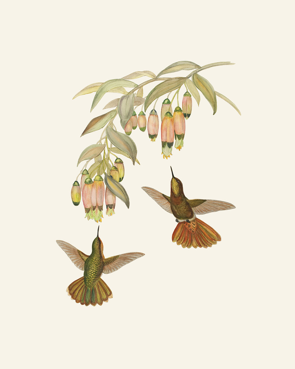 Hummingbird & Flowers Botanical Art Prints, Set #1 - Set of Two