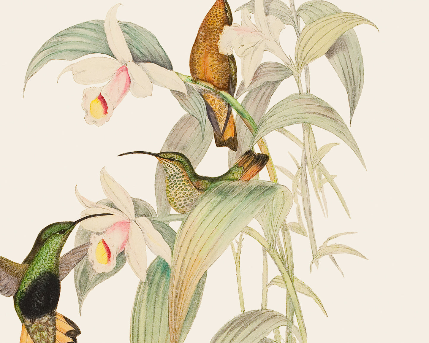 Hummingbird & Flowers Botanical Art Prints, Set #2 - Set of Two