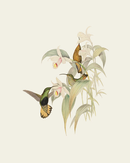 Hummingbird & Flowers Botanical Art Prints, Set #2 - Set of Two