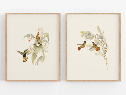 Hummingbird & Flowers Botanical Art Prints, Set #2 - Set of Two