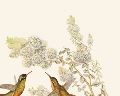 Hummingbird & Flowers Botanical Art Prints, Set #2 - Set of Two