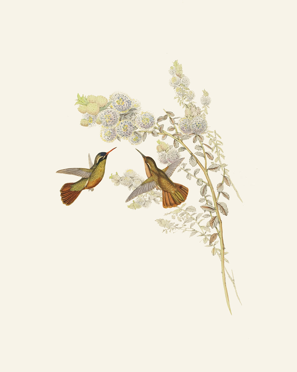 Hummingbird & Flowers Botanical Art Prints, Set #2 - Set of Two