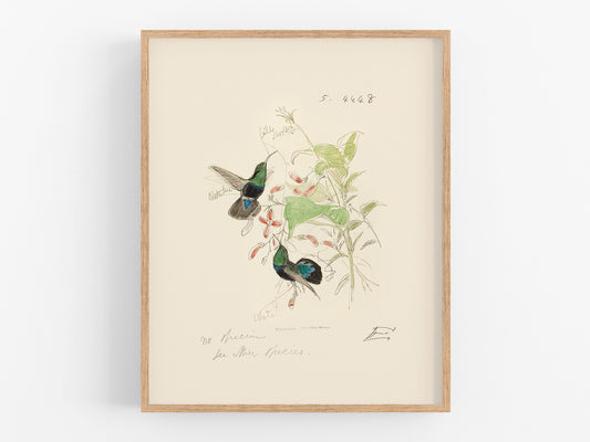 Watercolor Hummingbird Sketch Art Print #4