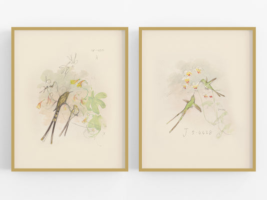 Hummingbird Watercolor Sketch Art Prints, #1 & #2 - Set of Two