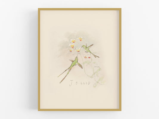 Watercolor Hummingbird Sketch Art Print #1