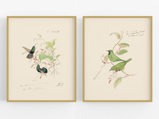 Hummingbird Watercolor Sketch Art Prints, #3 & #4 - Set of Two