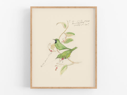 Watercolor Hummingbird Sketch Art Print #3