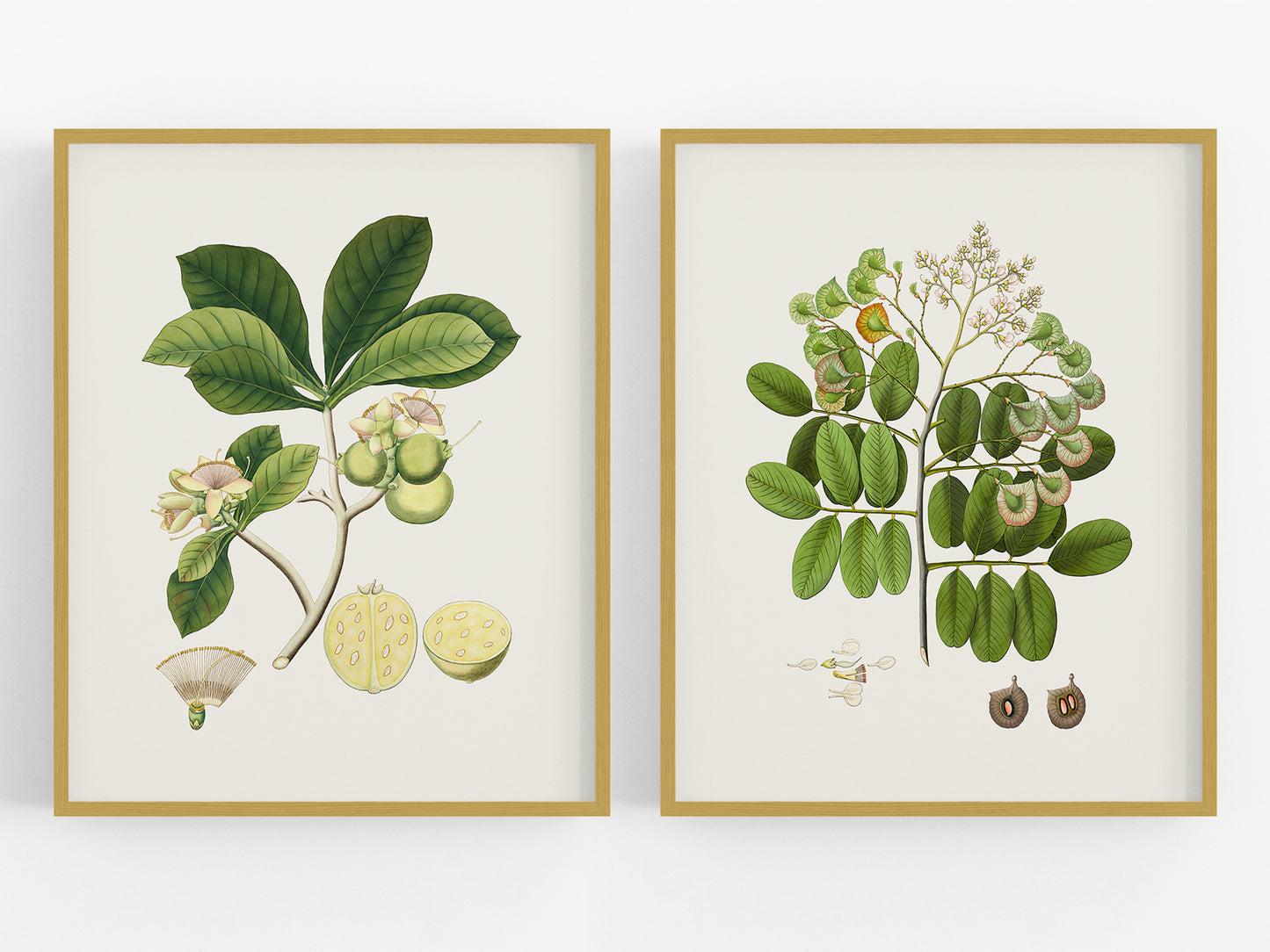 East India Company Botanical Flowering Tree Branch Art Prints - Set of Two