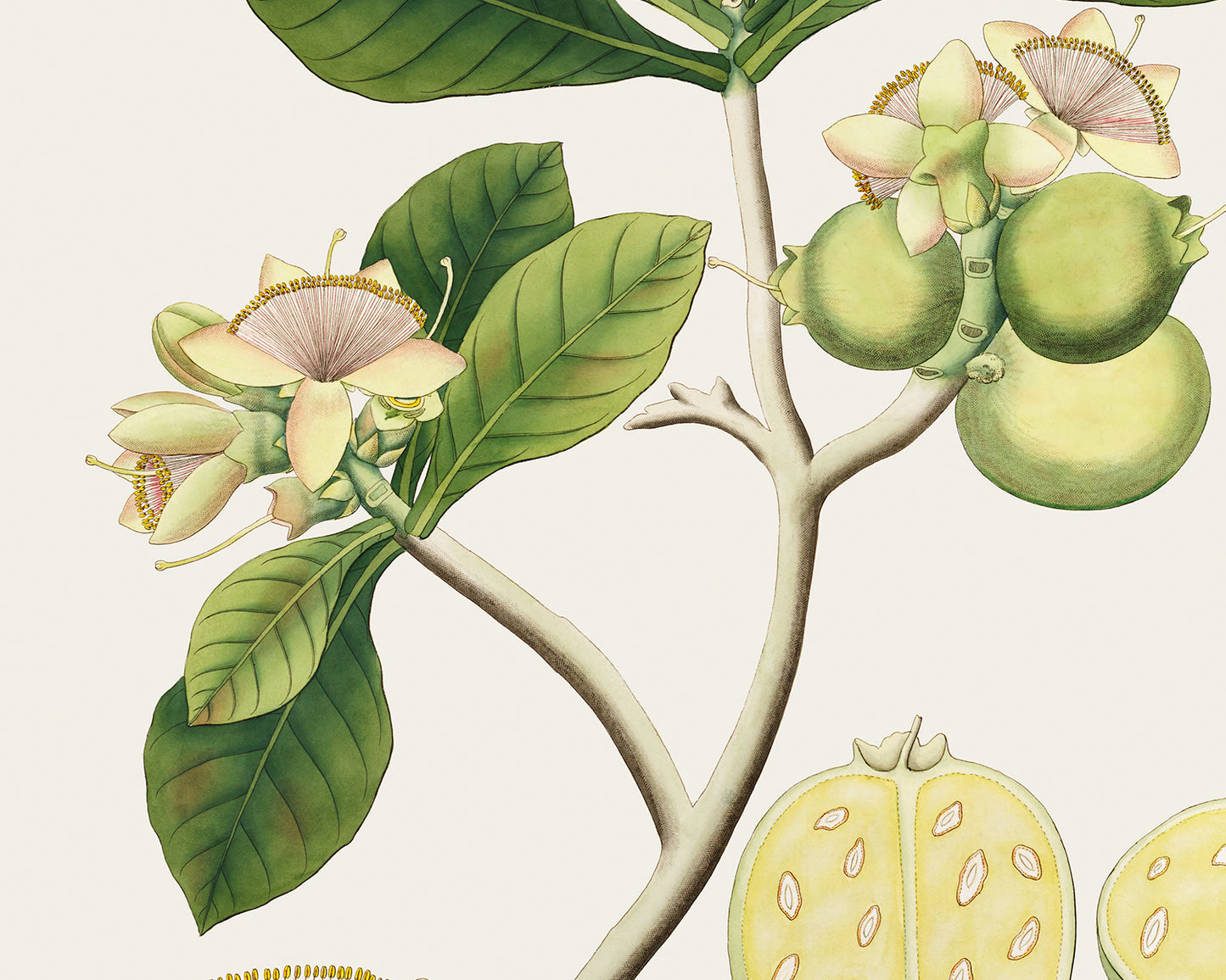 East India Company Botanical Flowering Tree Branch Art Prints - Set of Two