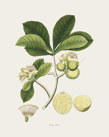 East India Company Botanical Flowering Tree Branch Art Prints - Set of Two