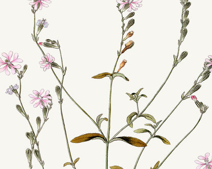 Delicate Pink Flower Botanical Art Prints - Set of Three