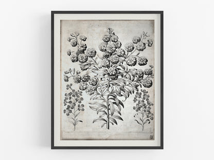 B&W Vintage Botanical Etching Art Print #31