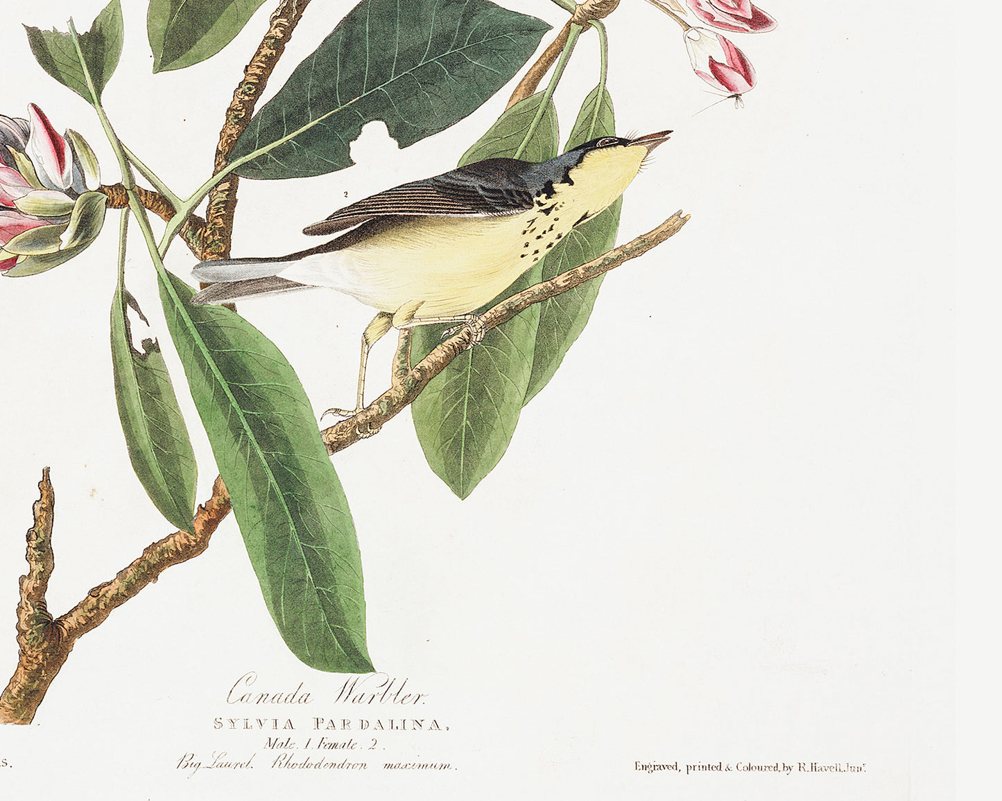 Audobon Warbler Bird Art Prints - Set of Two