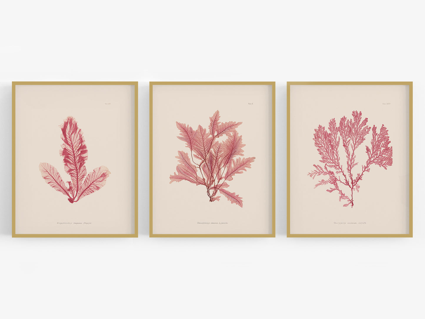 Pressed Seaweed Art Prints - Set of Three