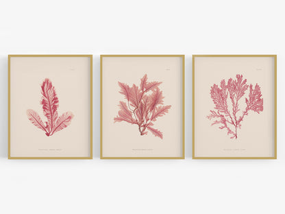 Pressed Seaweed Art Prints - Set of Three