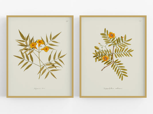 Orange Flower Botanical Reproduction Art Prints - Set of Two