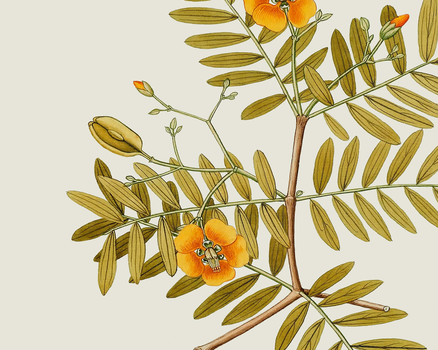 Orange Flower Botanical Reproduction Art Prints - Set of Two