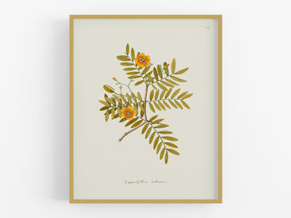 Orange Zygophyllum Flower Botanical Reproduction Art Print