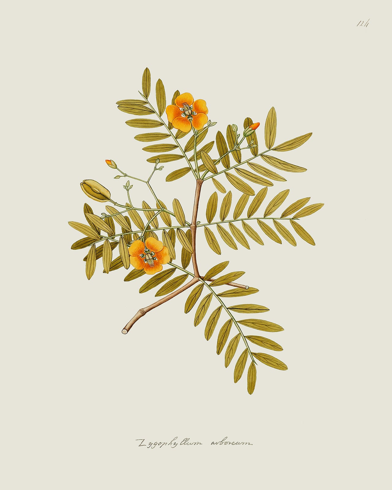 Orange Zygophyllum Flower Botanical Reproduction Art Print