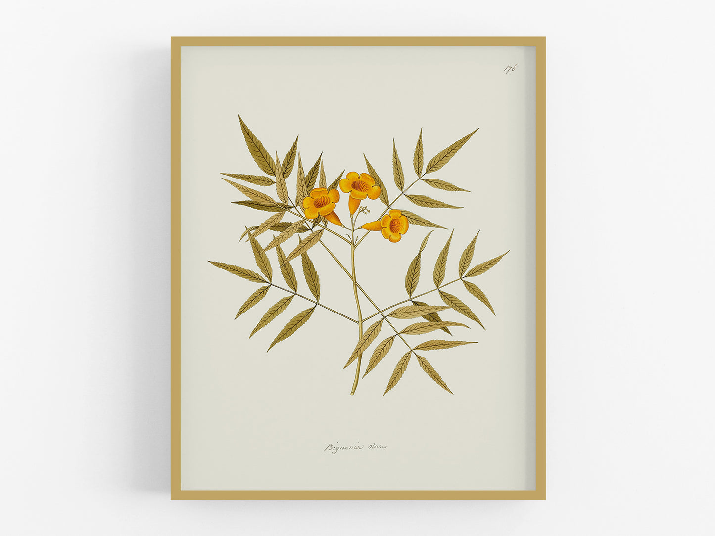 Orange Trumpet Flower Botanical Reproduction Art Print